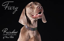 Charger l&#39;image dans la galerie, Exclusive rainbow dog collar