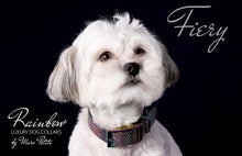 Load image into Gallery viewer, Maltese dog collars