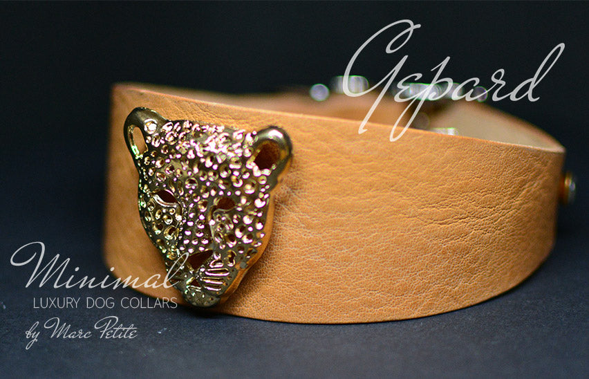 Italian greyhound collar