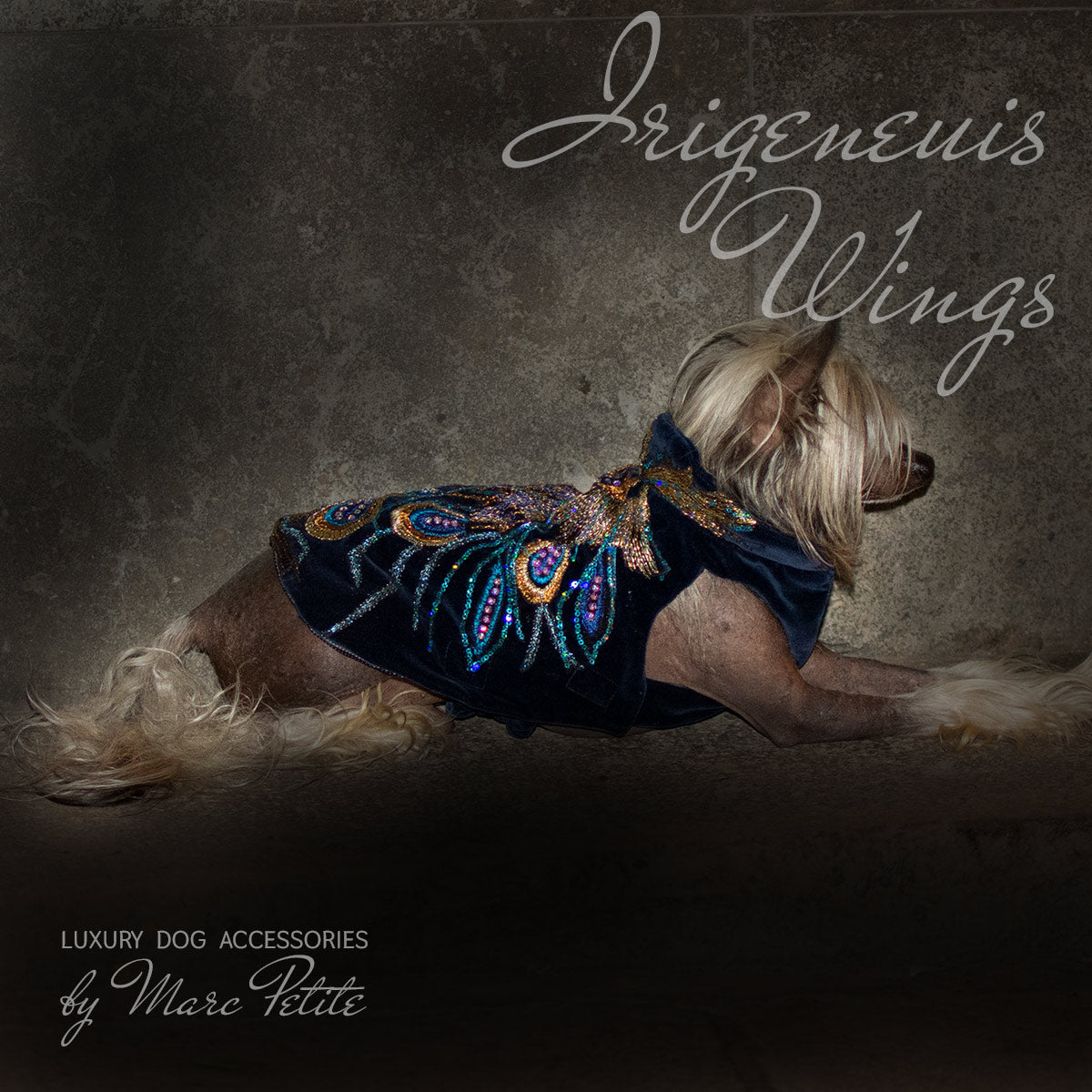 designer dog clothing