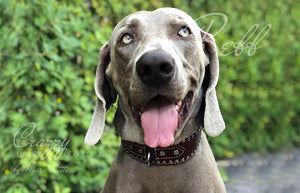 Vegetable Leather for strong dogs with rivets