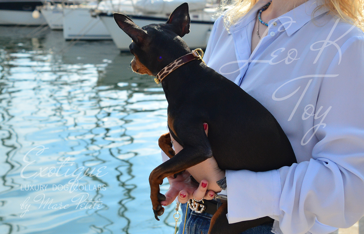 Exclusive Dog Collar