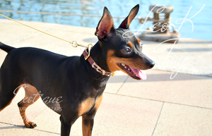 Leopard Dog Collar