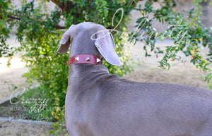 dog collar and matching leash
