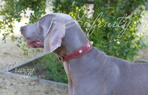 high end dog collars