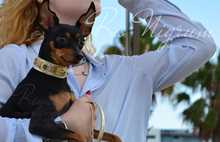 Load image into Gallery viewer, Stylish Dog Collar and leash