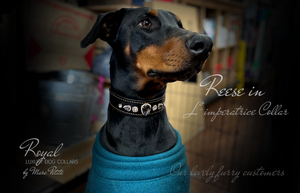 Doberman dog collars