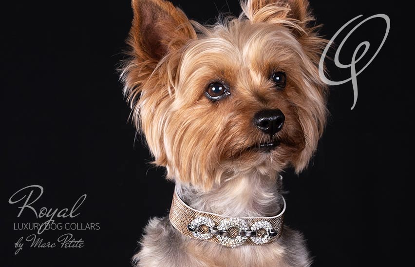 Yorkshire terrier collar