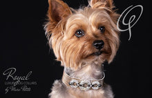 Load image into Gallery viewer, Yorkshire terrier collar