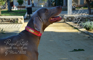 Desginer Dog Collar