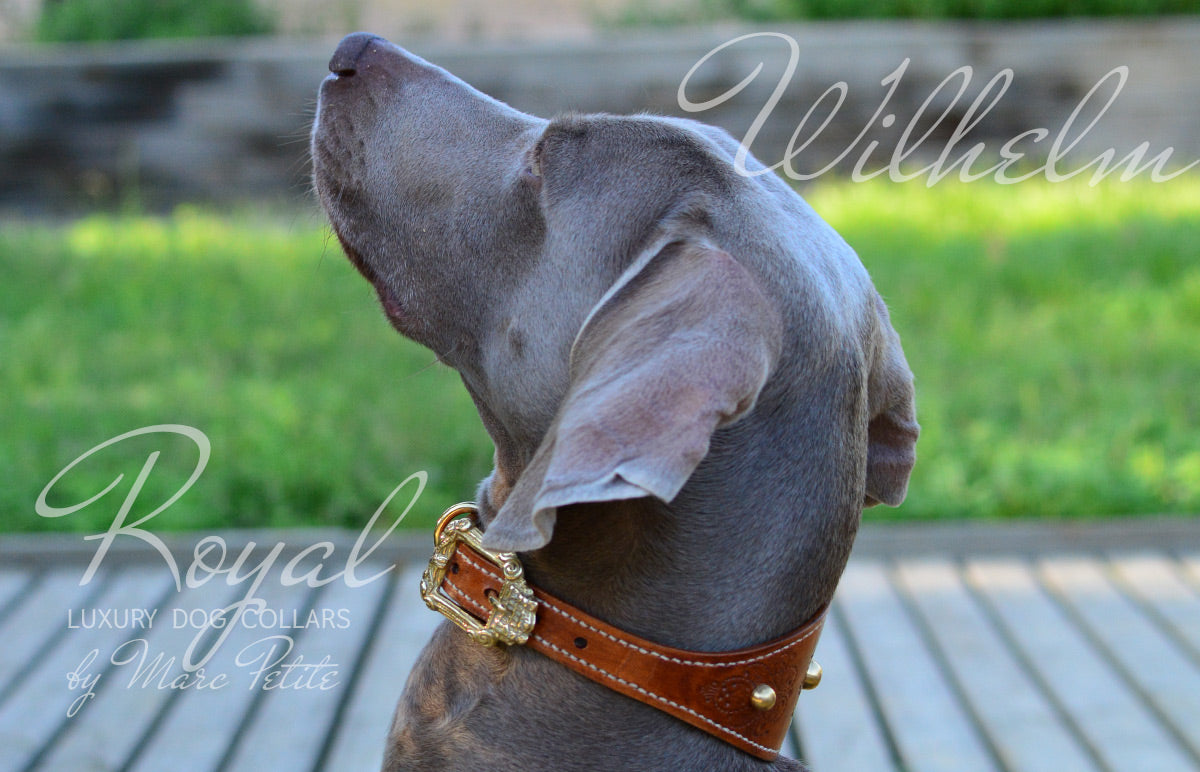 Weimaraner Dog Collar