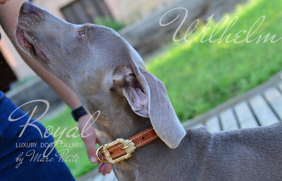 Exclusive Dog Collar