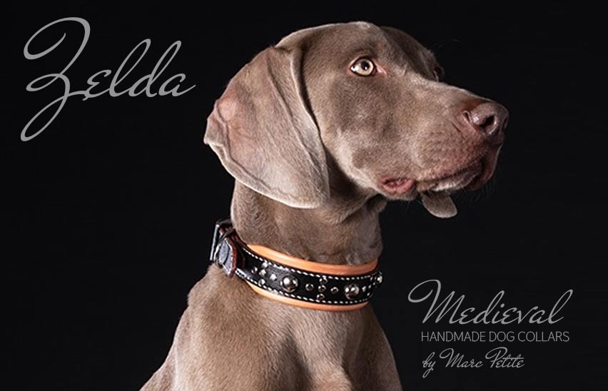 Weimaraner Dog Collar