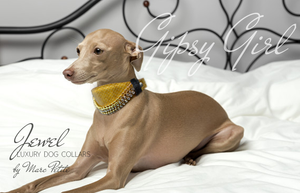 Martingale Gold Dog Collar for Whippet